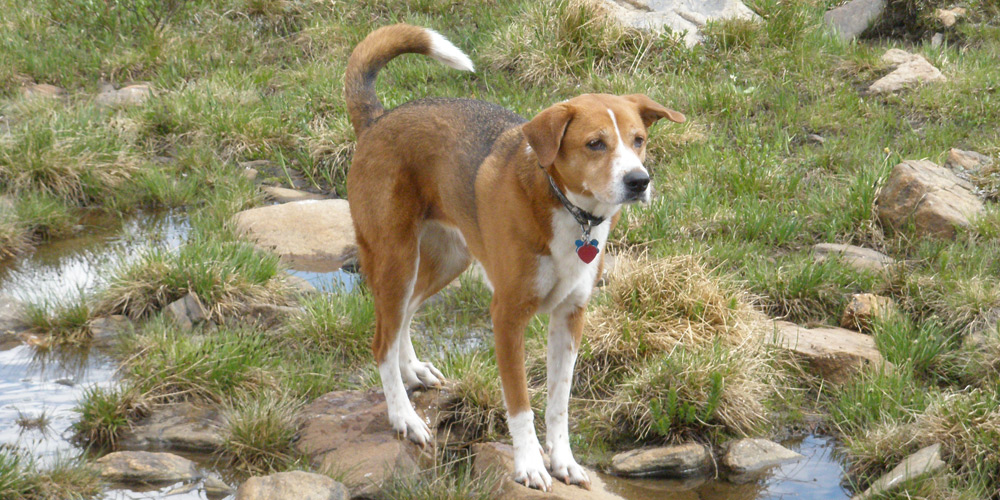 Kiya Bear in the Mountains