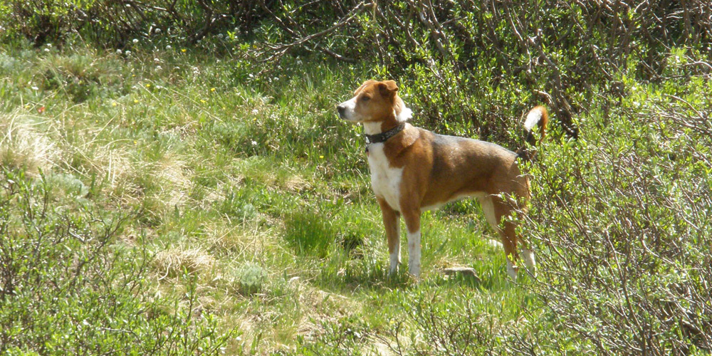 Kiya Bear Spots an Animal